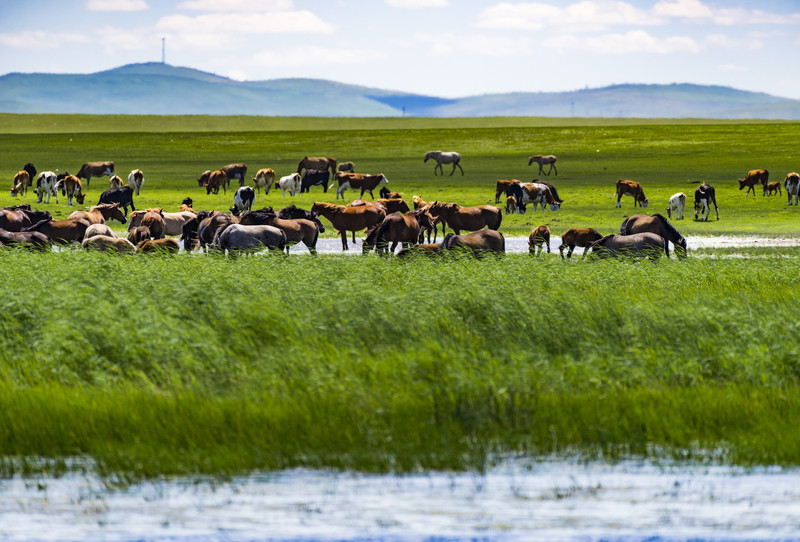 内蒙古草原之美与文化魅力的独特展现